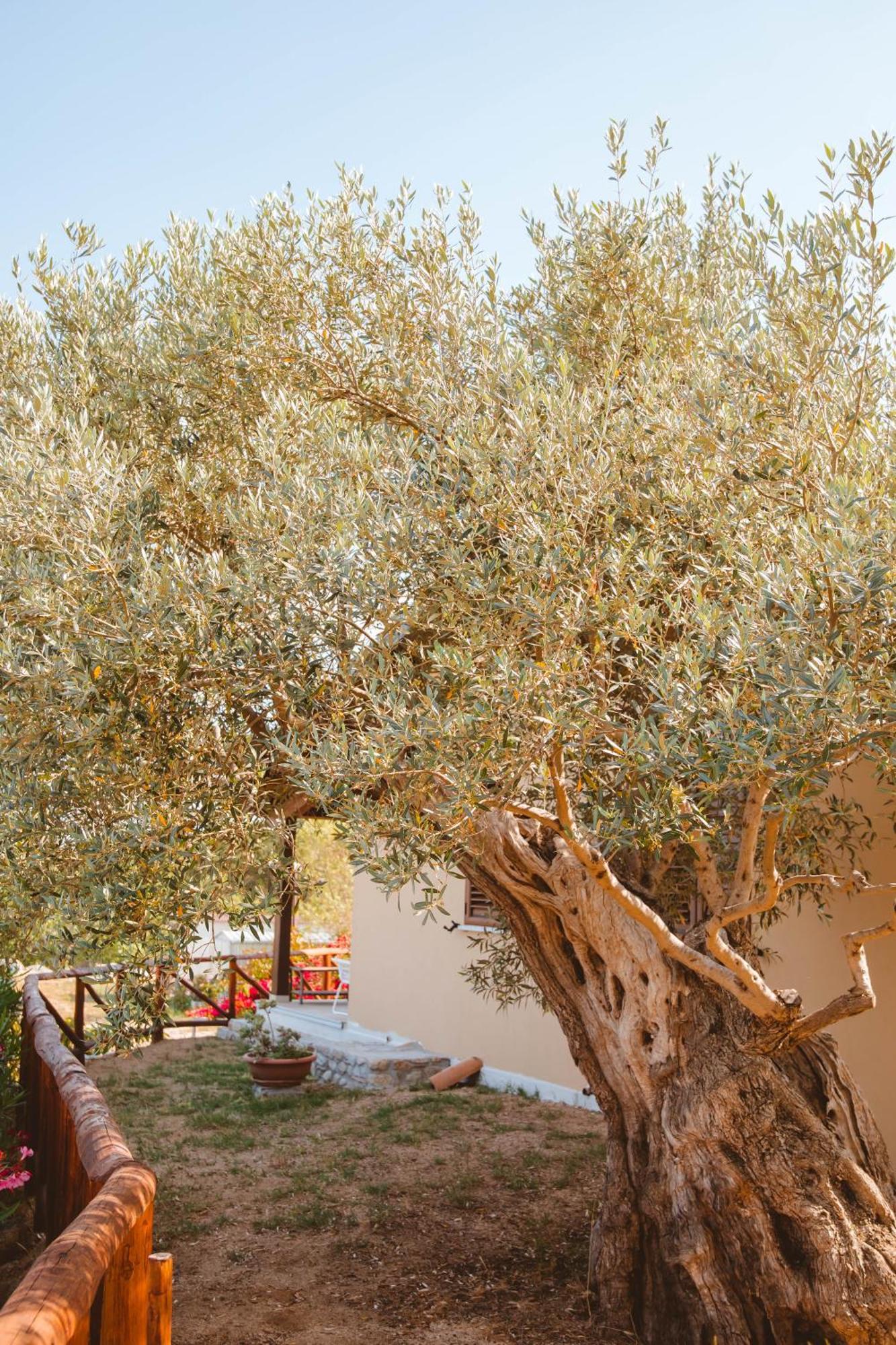 Calami - Villa Romeo - Private Apartments With Pool, Seaview & Olive Grove Santa Caterina Dello Ionio Marina Екстериор снимка